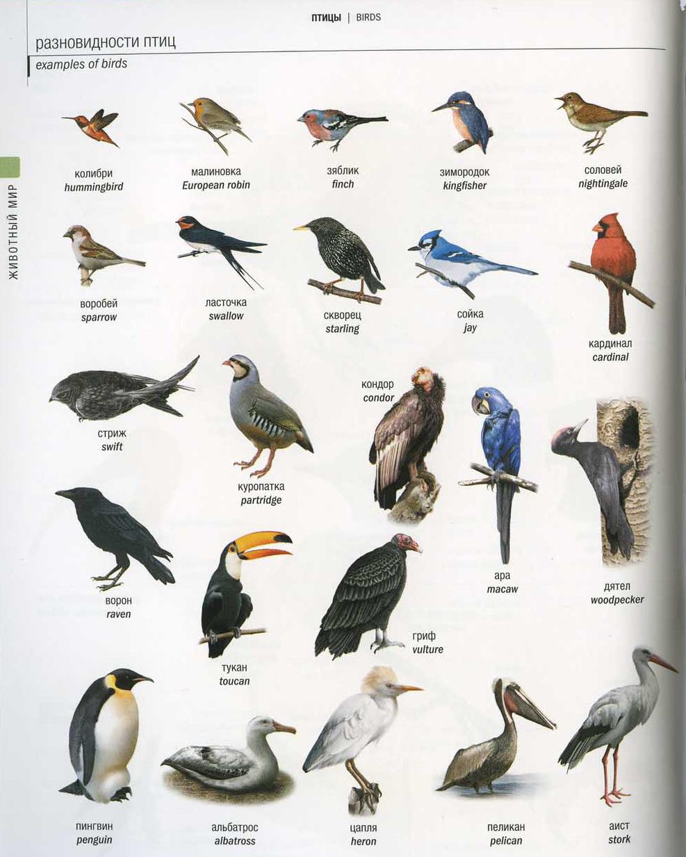 Разновидность Птиц Фото И Названия