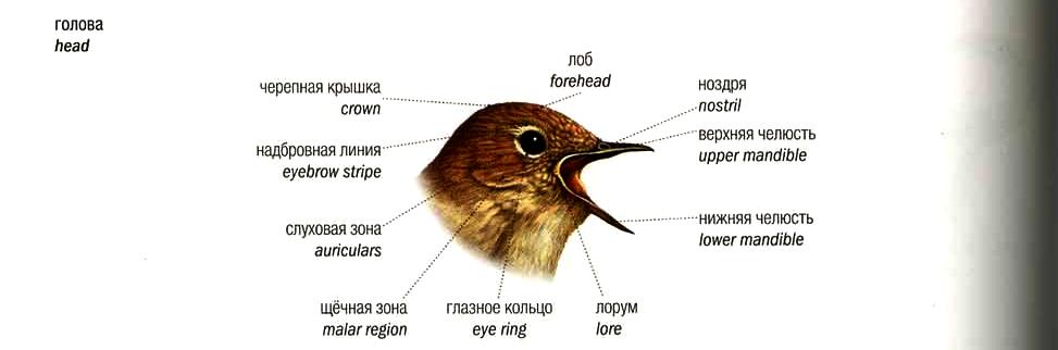 Форма и размеры головы птицы