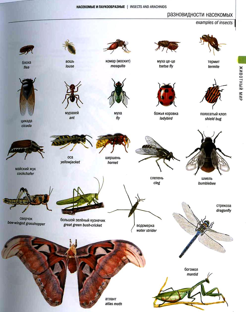Три названия насекомых. Насекомые названия. Насекомые с названиями испанский. Насекомые и их названия 1000. Оружие с названием насекомого.